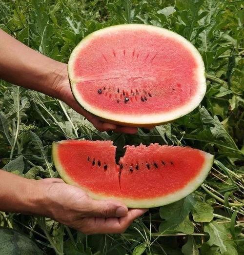 适合娱乐吃瓜的头像